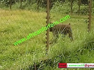 argentinian shemale chole diamond opens slave's ass bareback