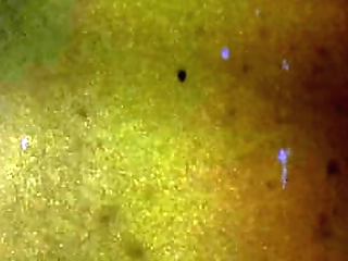 chubby asian shemale maaturbate and cum