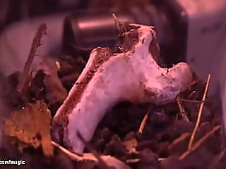 gagged shemale rough anal fucked