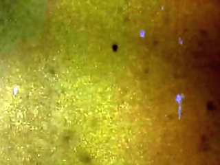 groobygirls: beatrix doll - green is good