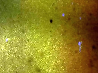 groobygirls: avery angel is on vacation