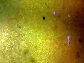 tgirls xxx: chanel noir is the g.o.a.t.