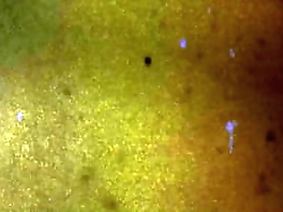 big tits shemale sucking on dildo and masturbating well